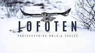 Epic Lofoten Adventure: Northern Lights & Capturing Majestic Eagles and Owls! | Lofoten Vlog