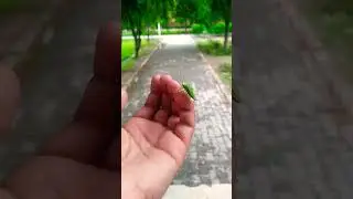 How beautiful this creature is! #bug #greenbug #pakagrin #viral