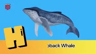 A to Z Ocean Adventure 🌊 | ABC Sea Creatures Song for Kids | Learn Sharks, Whales & Dolphins