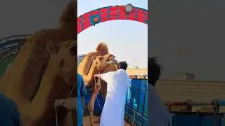Heavy Camel's view in truck 🚛