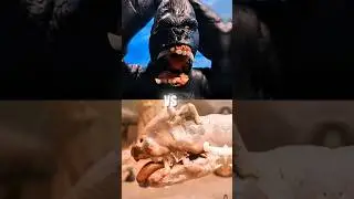 #shorts #edit #plasticine #animation #claymotion #кино #kingkong2005