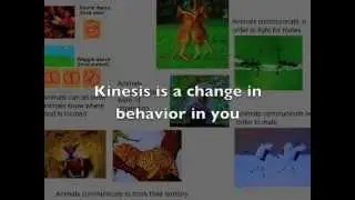 Animal Behavior Song