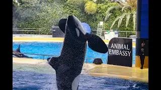 Loro Parque 2022 - Orcas in slow motion
