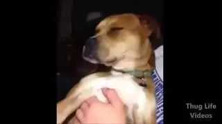 Animal Thug Life Compilation #11