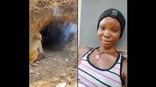 Tiger vs Monkey 😂 Funniest Jungle Moment #shorts