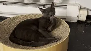 Sweet Paws 🐾
