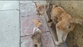 Brave kitten Not Giving Up To Be Adopt By Mother Cat