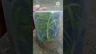 sasta tank fish
