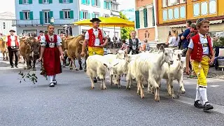 Sunny Alpine Swiss Cattle Drive Appenzell 🇨🇭 🐐 🐄 ☀️ Weissbad - Steinegg - Appenzell - Schlatt