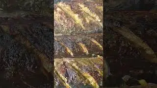 Cameroonian  roasted fish
