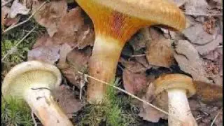 грибы в лесу-свинушки.- Paxillus involutus