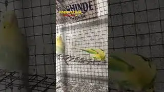 Budgies Beautiful Pair, Enjoy The Beauty Of This Budgie Couple #vnatureclick_ #shorts #parakeet
