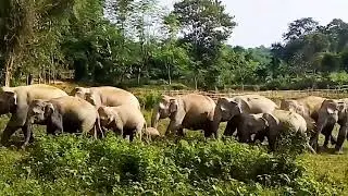 wild elephant viral video man vs elephant video please like comment share subscribe