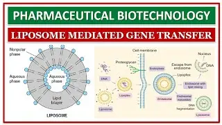 GENE TRANSFER | PART-4 | LIPOSOME MEDIATED GENE TRANSFER | VARIOUS METHOD OF GENE TRANSFER |