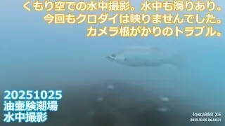 【水中映像】撒き餌に群がるアイゴ！スズキ・エイ・ウツボも登場！海底の根がかりと多彩な魚たち｜油壷験潮場｜2025年10月25日