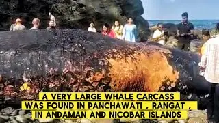 Never skip low quality video 💀| whale carcass found in rangat , Andaman and nicobar island 