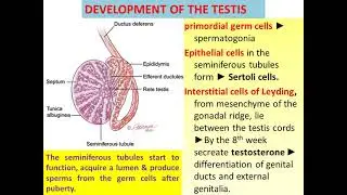 Development of gonads
