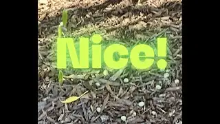 Niagara Canada Windmill Palm volunteer seedlings PT.1 (Sept 2025)