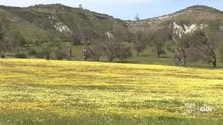 Spring super bloom taking off around California Valley