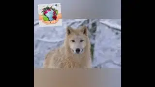 World Animal Welfare Day