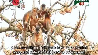 Nature and Life - Episode 224 (Arboreal Mammals)