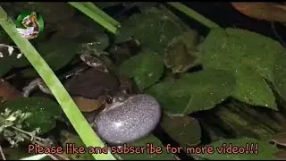 Banded Bullfrog Crys with its Big Mouth.