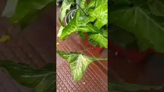 Colocasia ( different types of colocasia) #shorts #youtubeshorts #colocasia