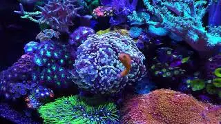 My 12 year old 28 gallon reef tank