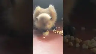 #Ricky #monkey #eating #powder milk  🤣🤣🤣🤣🤣🐒🐒🐒🐒🐒🐒🐒🥛🥛🍼🍼🍼