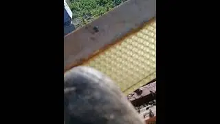 يجب تربية الذكور قبل التقسيم من أجل تلقيح جيد للملكات ويكون ناجح.