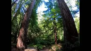 Heritage Grove Park, San Mateo County, California Walk Thru - 20210916