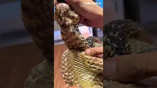 ASMR Help Pinecone Lizard Dry Skin Peeling  #reptiles #lizard #shedding #asmr