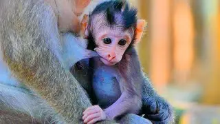 Primate monkey.../Please loves cute baby.../Perfect life baby.../Nice clip