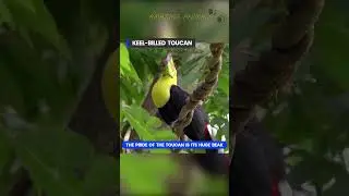 Unusual birds! Toucan! Amazing Animal Facts! Animal Birds with long beaks!