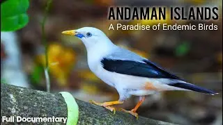 Paradise of Endemic Birds - Andaman Islands I Free Documentary #NatureattheBest #NikonD7200