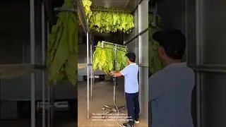 Tobacco curing: modern technology in tobacco processing
