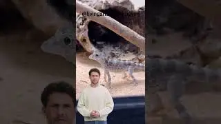 Gecko-de-Cauda-de-Escorpi&atilde;o | O lagartinho carism&aacute;tico