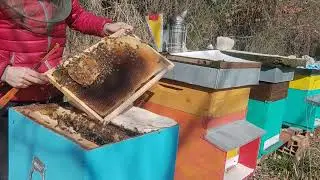 02/02/26 Apicoltura🐝 Hanno preso possesso di tutta la casa!!#covata#bees#apicultura#albine#beeslife#