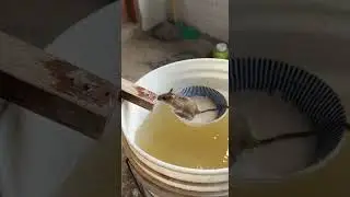 Shocking Just rice bait bucket fills with crazy fish catch #fishing #bait #fish