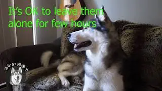 expectation vs reality | life with husky | part 2 #alusky cypher