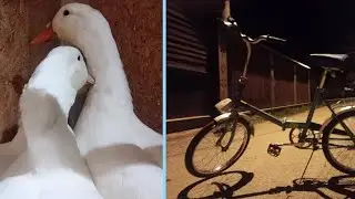 Vlog - Kaczi, kury, króliki🪿🐔🐰 i nie tylko...