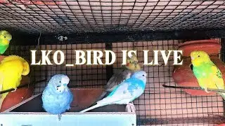 BEUTIFUL BUDGIE EVENING EAT SEEDS LIVE