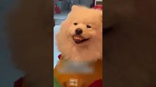 Их собака украла зубы их бабушки! 😂