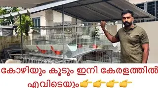 We will deliver BV380 chicken and coop anywhere in Kerala.