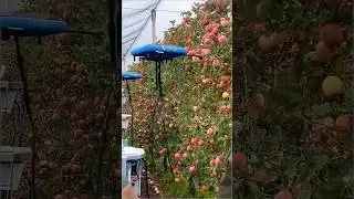 Technique for picking apples from trees with a small drone