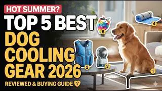 Best Cooling Gear for Dogs | Top 5 Products to Beat the Heat