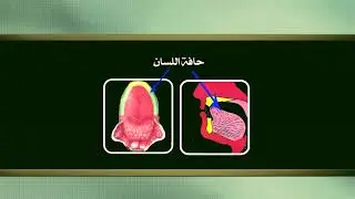 Series for learning Arabic phonetics and Tajweed - Episode 10