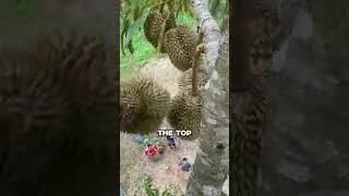 Как собирают дурианы 😮
