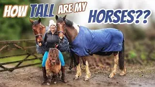 HOW TALL ARE MY HORSES ??  I think you'll be Surprised...