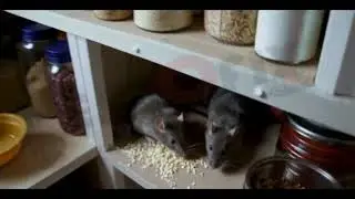 Pestofix Rats & Mice Control &ndash; Best Rat Control Services and  Solutions! | Pestofix.com